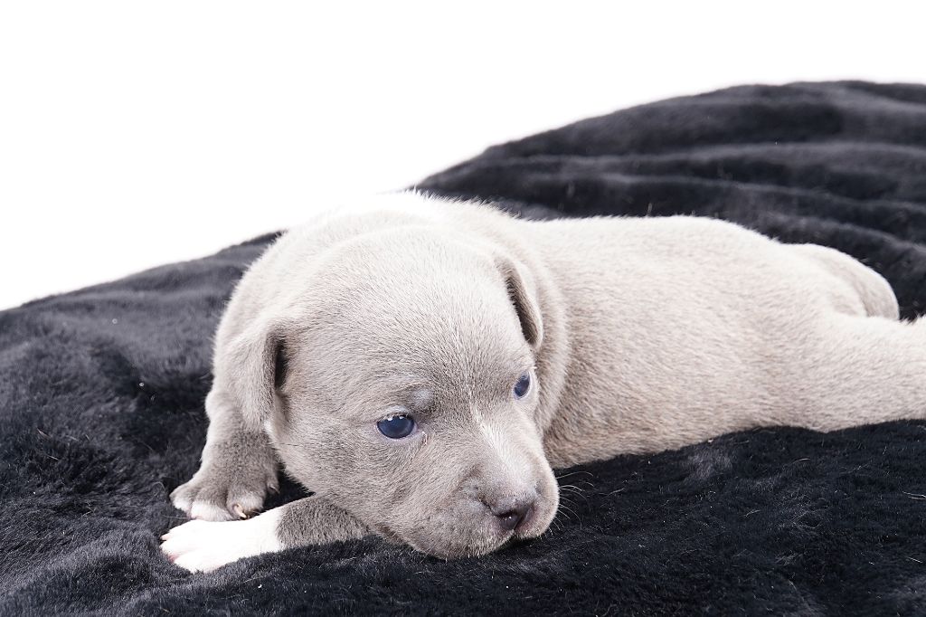 Chiot Staffordshire Bull Terrier Forgiveness American Dog