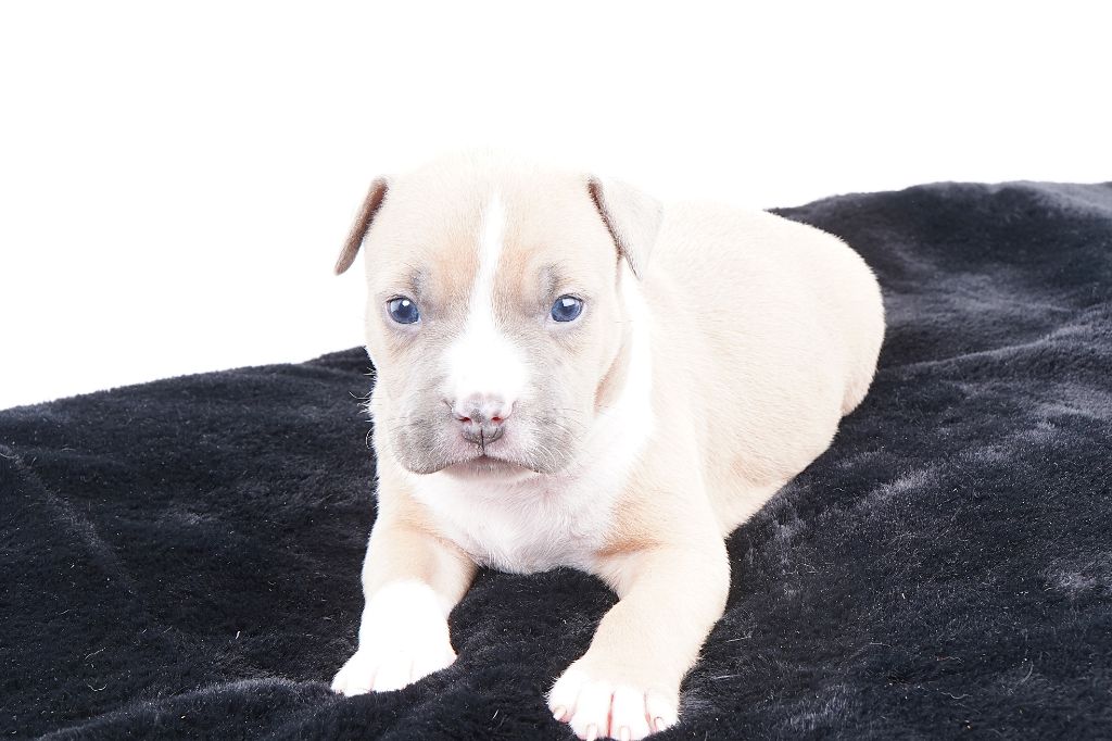Forgiveness American Dog - Chiots disponibles - American Staffordshire Terrier