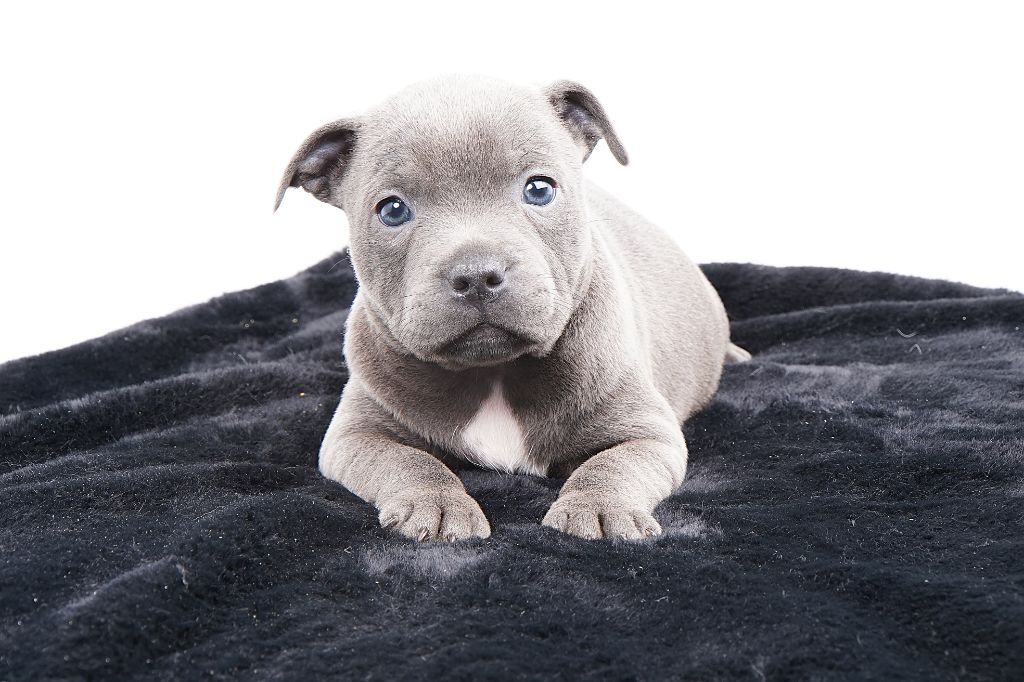 Forgiveness American Dog - Chiots disponibles - Staffordshire Bull Terrier