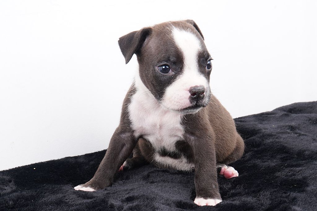 Forgiveness American Dog - Chiots disponibles - American Staffordshire Terrier