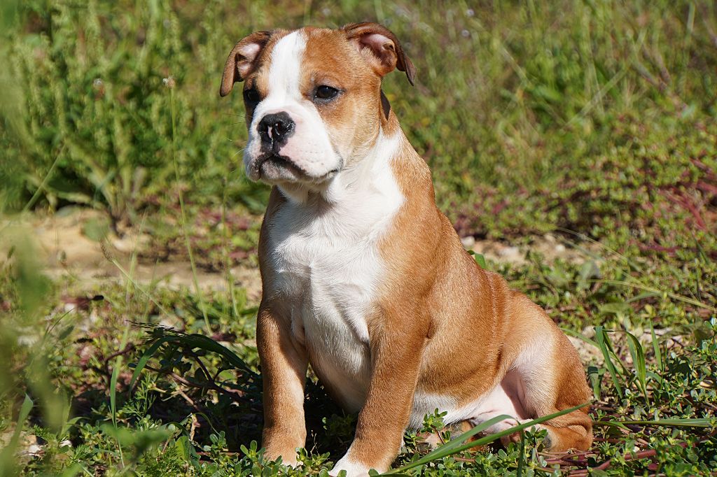 Forgiveness American Dog - Chiots disponibles - Bulldog continental