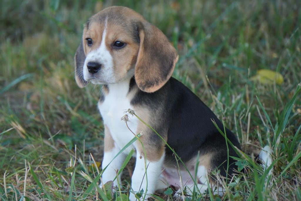 Forgiveness American Dog - Chiots disponibles - Beagle