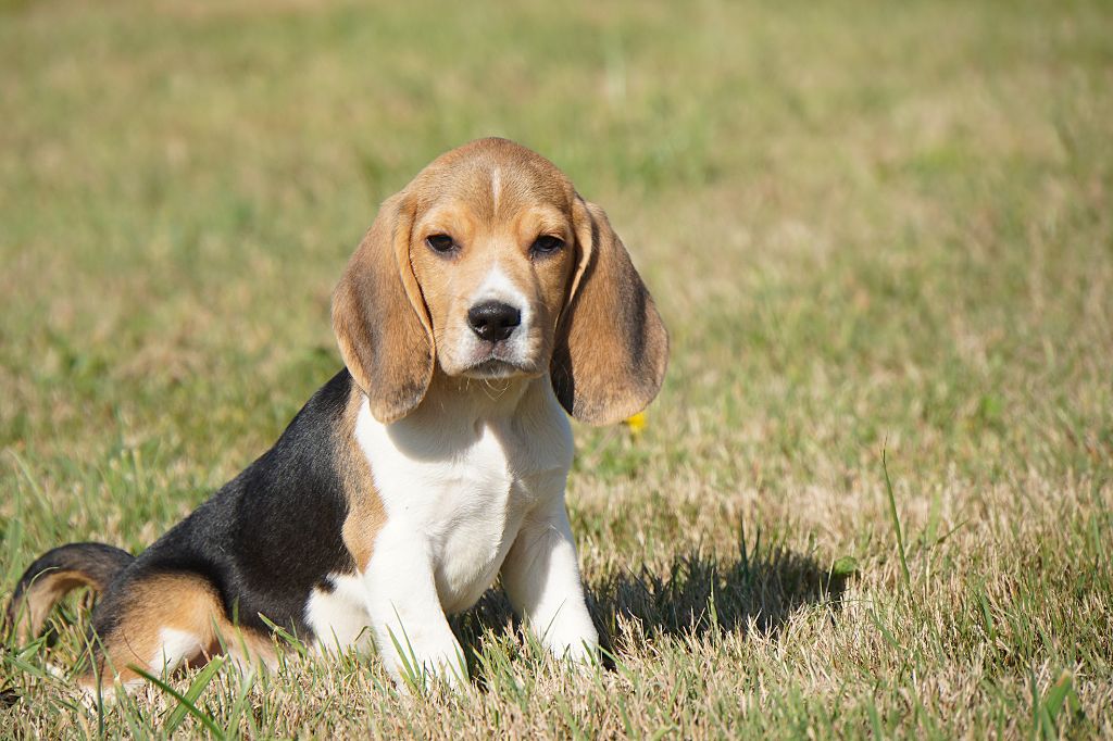 Forgiveness American Dog - Chiots disponibles - Beagle