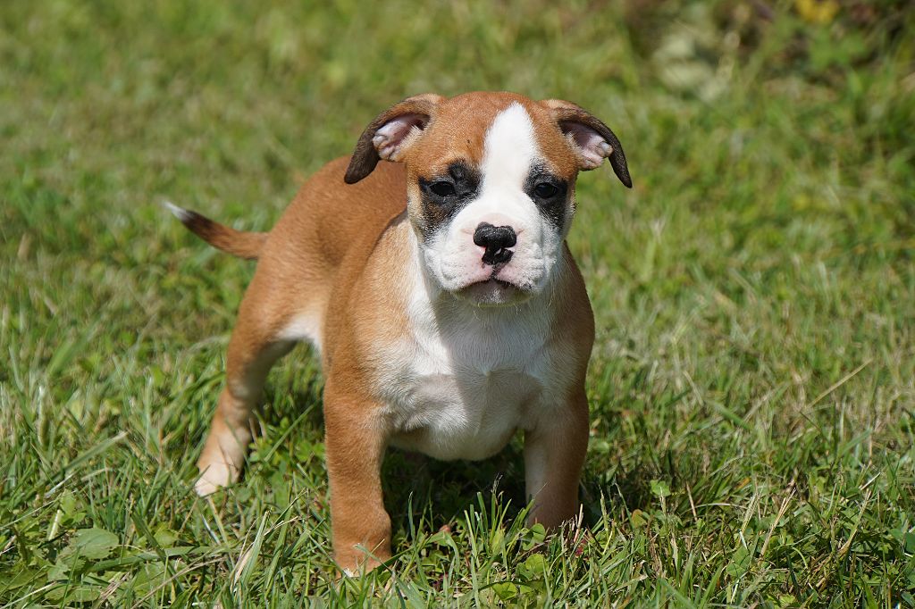 Forgiveness American Dog - Chiots disponibles - Bulldog continental
