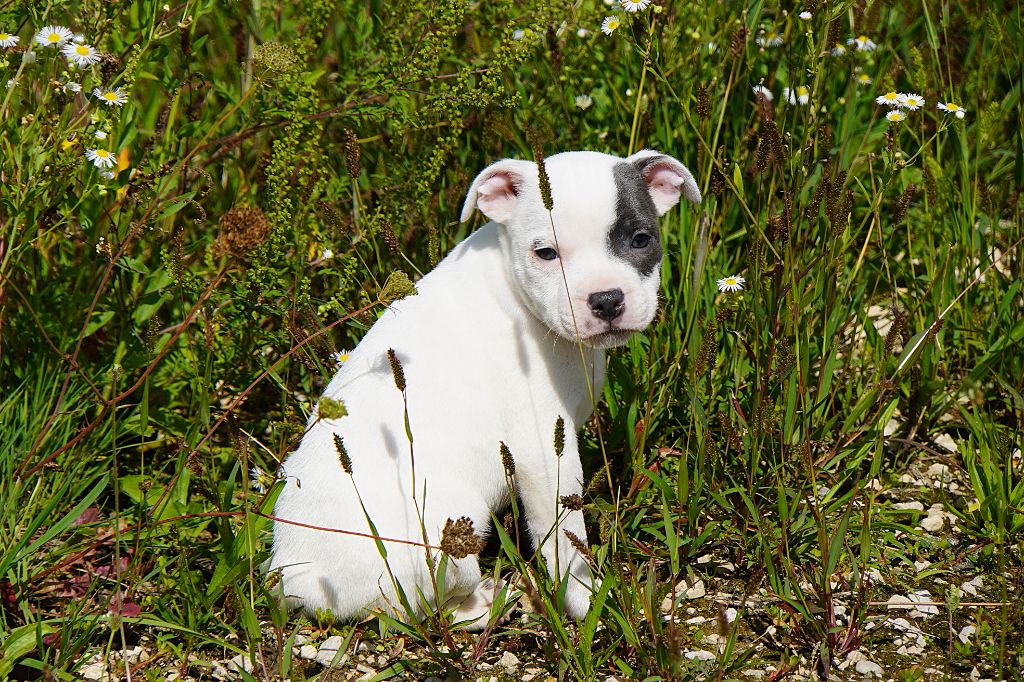Forgiveness American Dog - Chiots disponibles - Staffordshire Bull Terrier