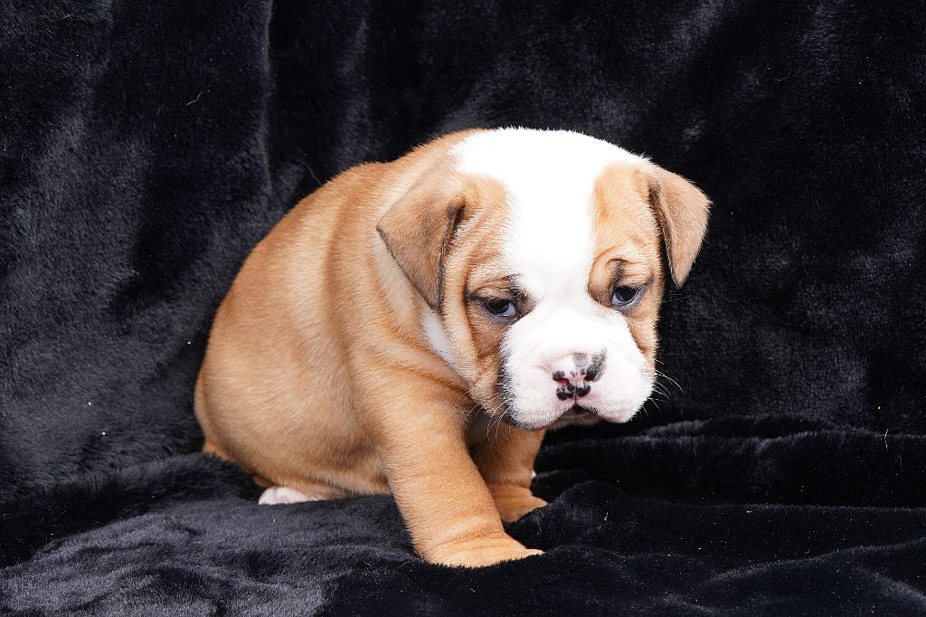 Forgiveness American Dog - Chiots disponibles - Bulldog continental