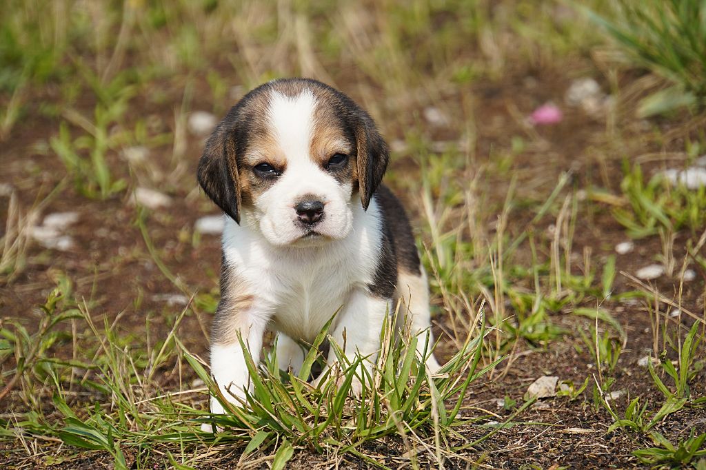 Forgiveness American Dog - Chiots disponibles - Beagle