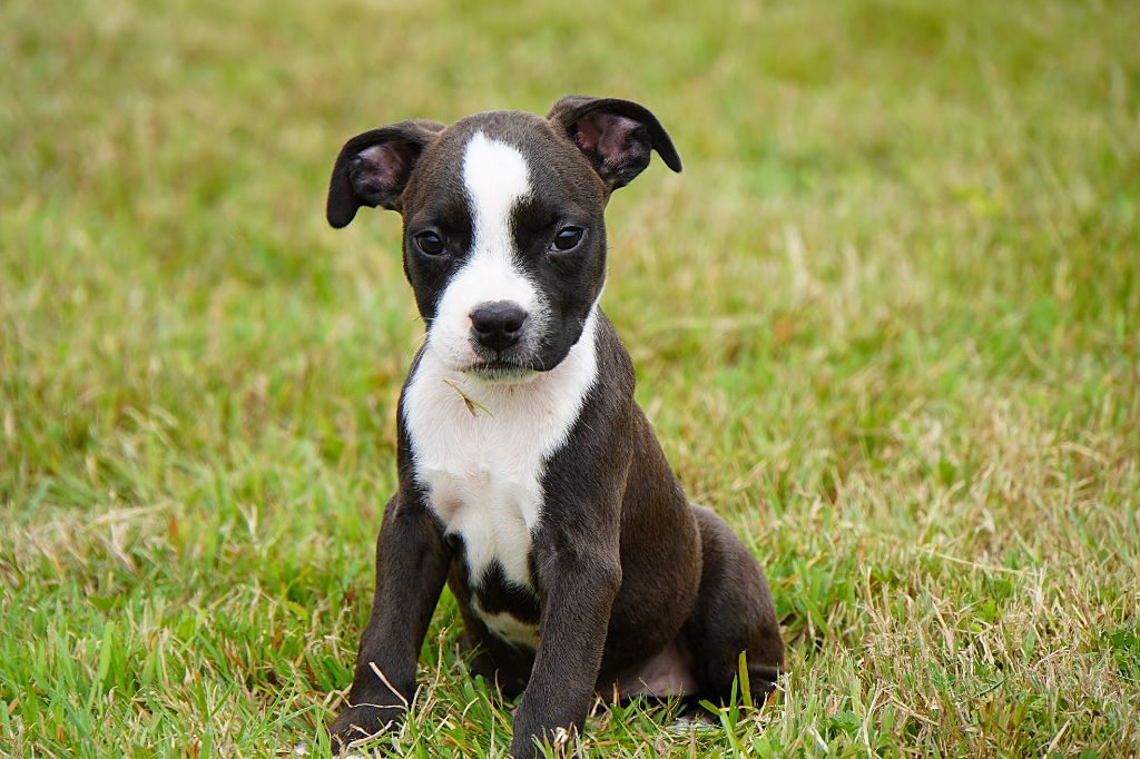 Forgiveness American Dog - Chiots disponibles - American Staffordshire Terrier