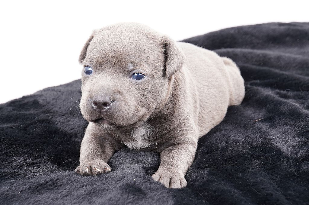 Forgiveness American Dog - Chiots disponibles - Staffordshire Bull Terrier