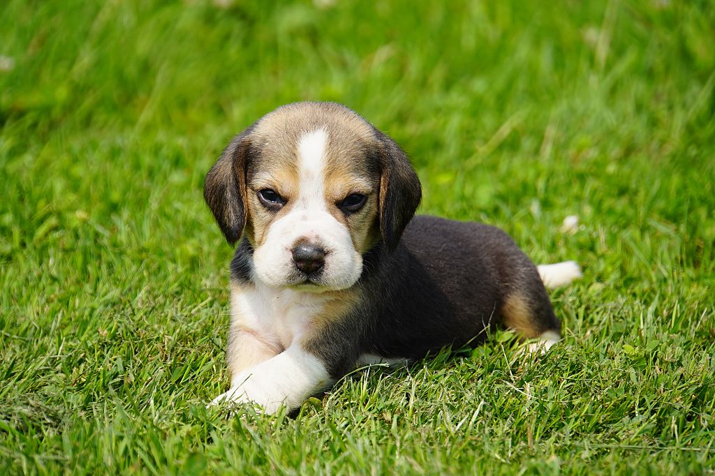 Forgiveness American Dog - Chiots disponibles - Beagle
