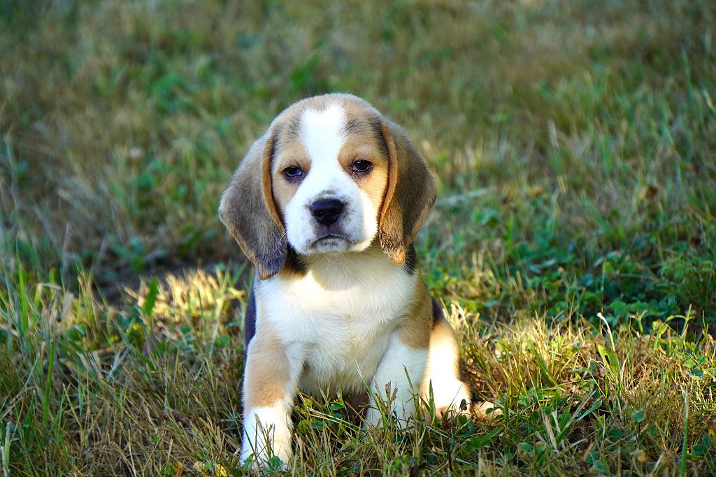 Forgiveness American Dog - Chiots disponibles - Beagle