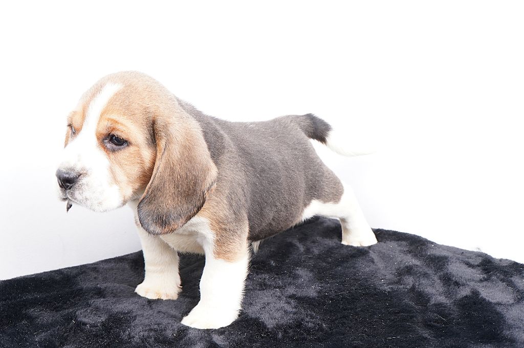 Forgiveness American Dog - Chiots disponibles - Beagle