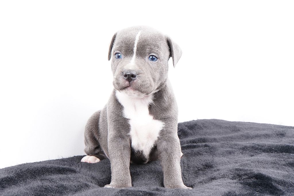 Chiot Staffordshire Bull Terrier Forgiveness American Dog