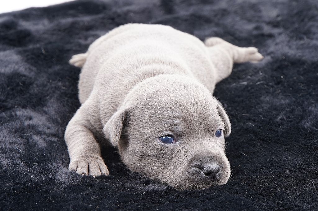 Forgiveness American Dog - Chiots disponibles - Staffordshire Bull Terrier