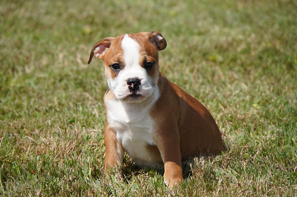 Forgiveness American Dog - Chiots disponibles - Bulldog continental