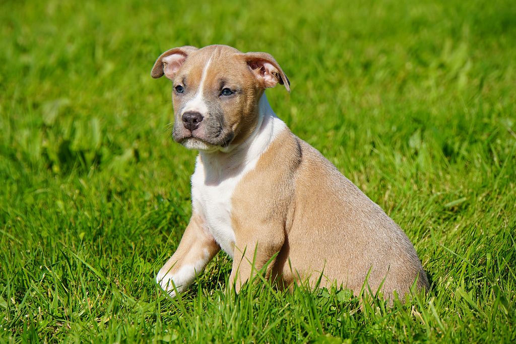 Forgiveness American Dog - Chiots disponibles - American Staffordshire Terrier