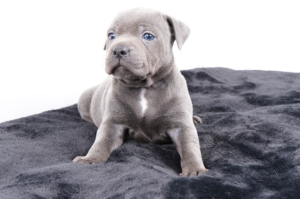 Forgiveness American Dog - Chiots disponibles - Staffordshire Bull Terrier