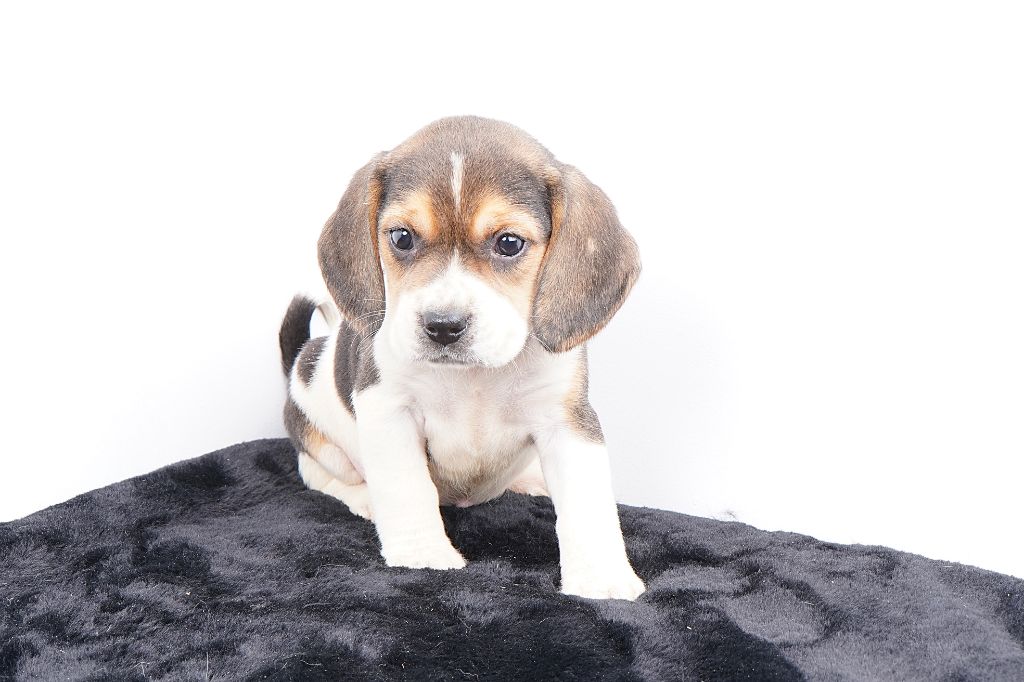 Chiot Beagle Forgiveness American Dog