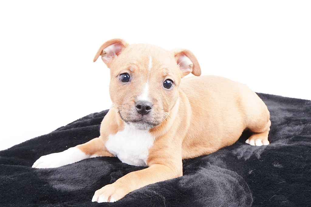 Forgiveness American Dog - Chiots disponibles - Staffordshire Bull Terrier