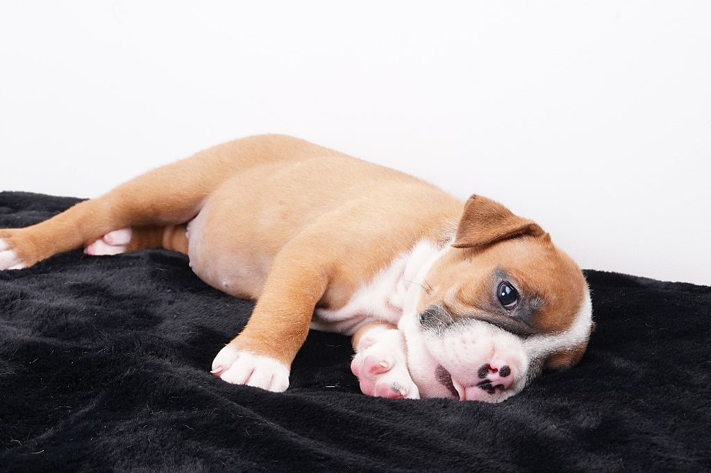 Chiot Bulldog continental Forgiveness American Dog