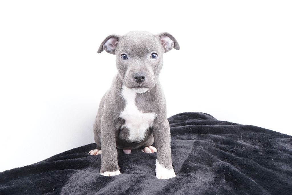 Forgiveness American Dog - Chiots disponibles - Staffordshire Bull Terrier