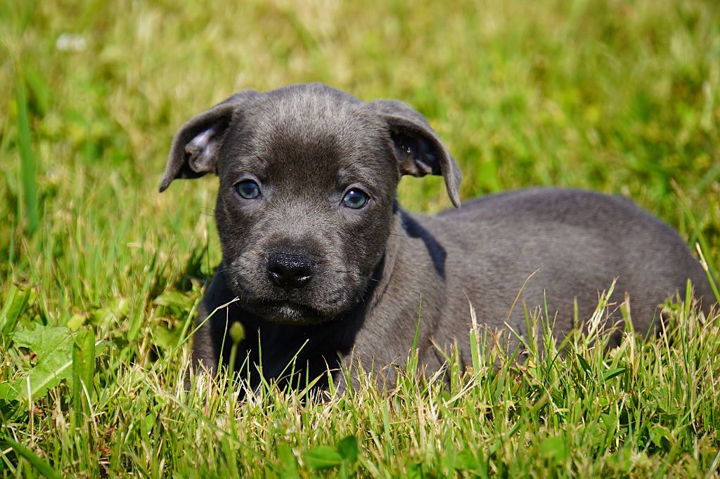 Forgiveness American Dog - Staffordshire Bull Terrier - Portée née le 07/05/2025