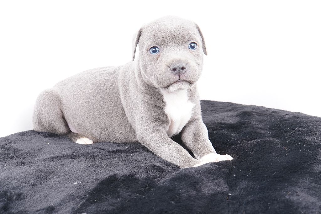 Chiot Staffordshire Bull Terrier Forgiveness American Dog