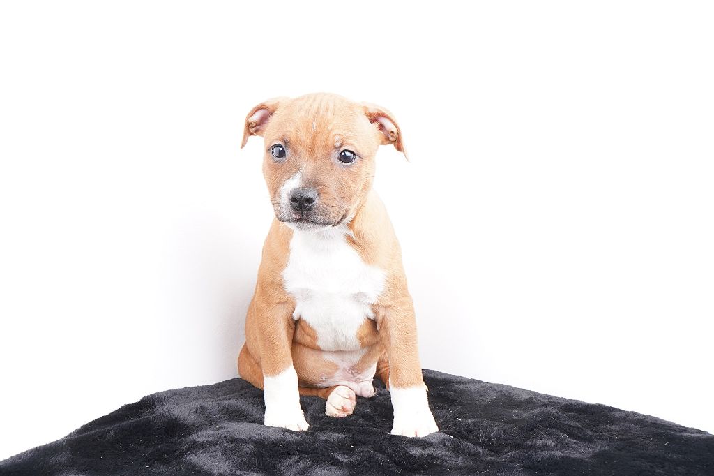 Forgiveness American Dog - Chiots disponibles - Staffordshire Bull Terrier