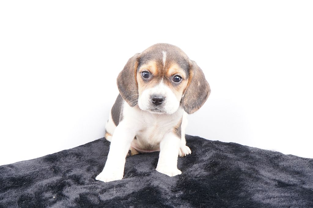 Forgiveness American Dog - Chiots disponibles - Beagle