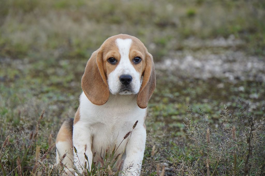 Forgiveness American Dog - Beagle - Portée née le 03/06/2025