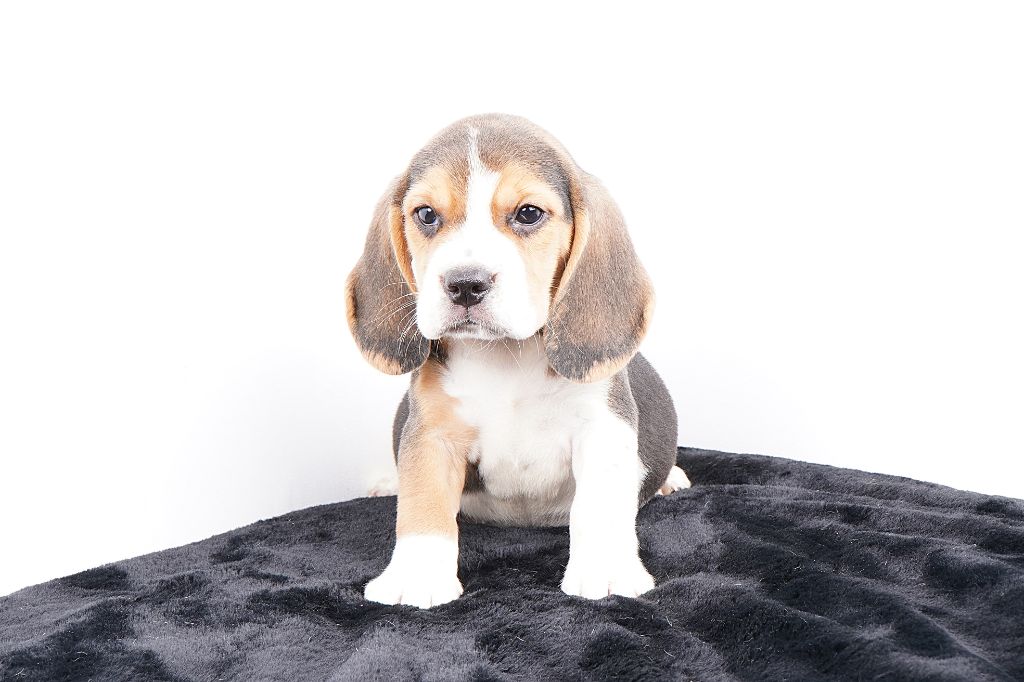Forgiveness American Dog - Chiots disponibles - Beagle
