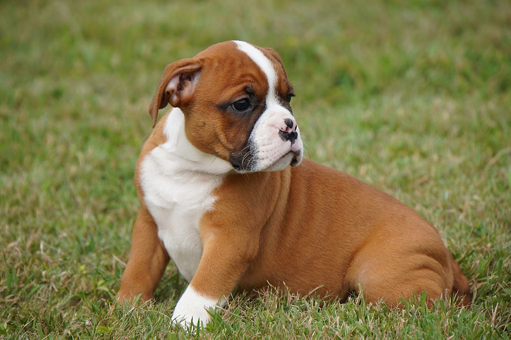 Forgiveness American Dog - Chiots disponibles - Bulldog continental