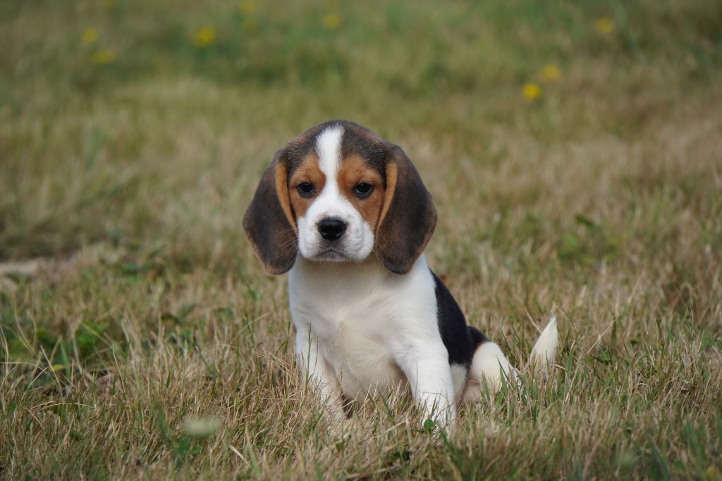 Forgiveness American Dog - Chiots disponibles - Beagle