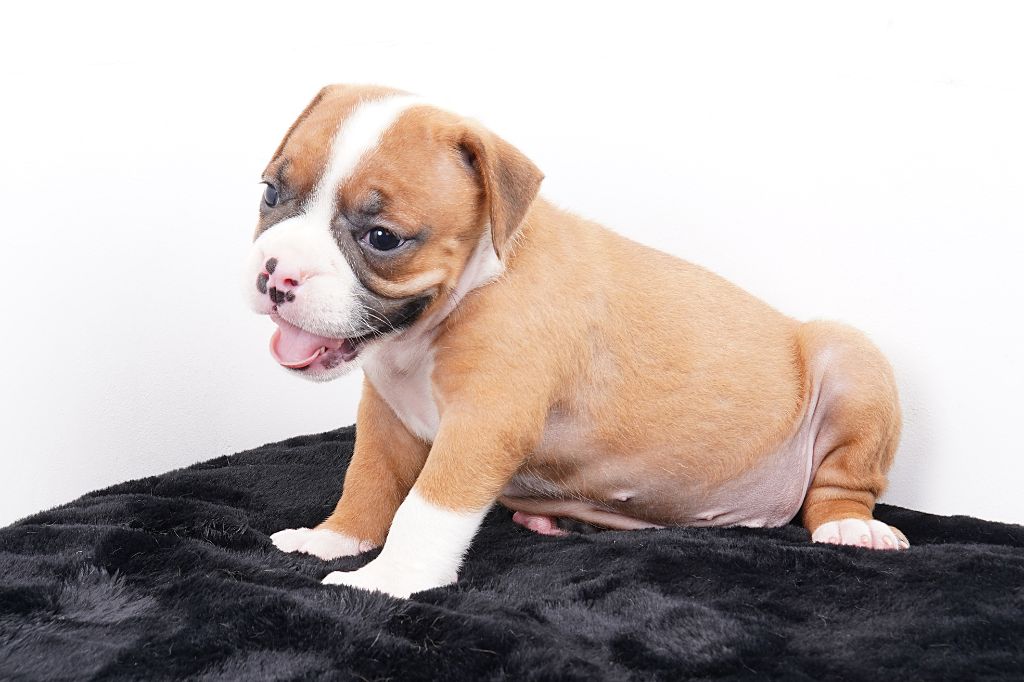 Forgiveness American Dog - Chiots disponibles - Bulldog continental