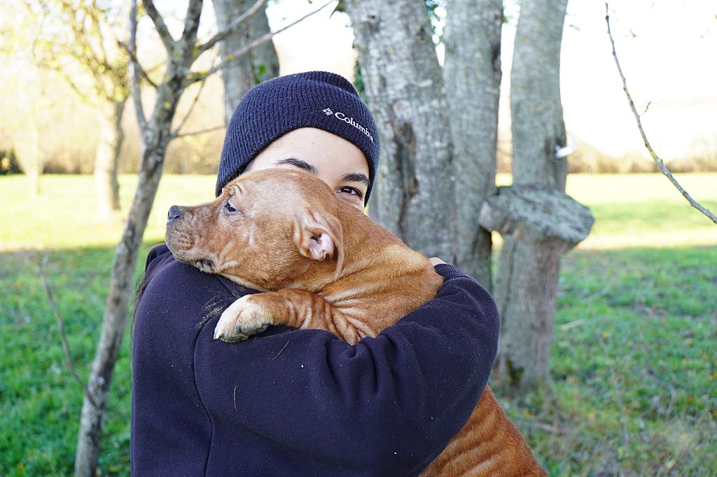 Forgiveness American Dog - Staffordshire Bull Terrier - Portée née le 05/07/2025