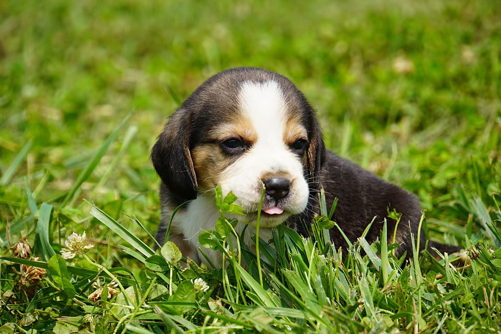 Forgiveness American Dog - Beagle - Portée née le 19/05/2025