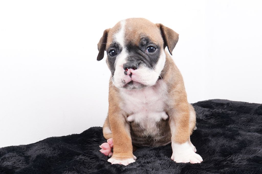 Forgiveness American Dog - Chiots disponibles - Bulldog continental