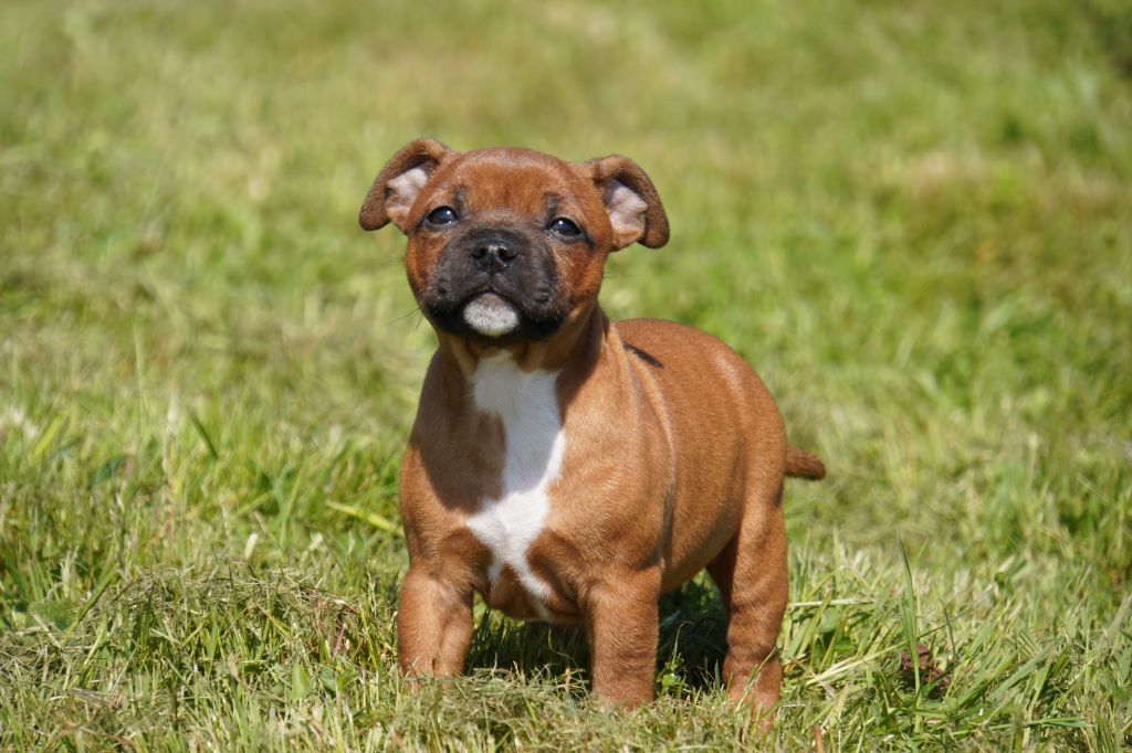 Forgiveness American Dog - Chiots disponibles - Staffordshire Bull Terrier