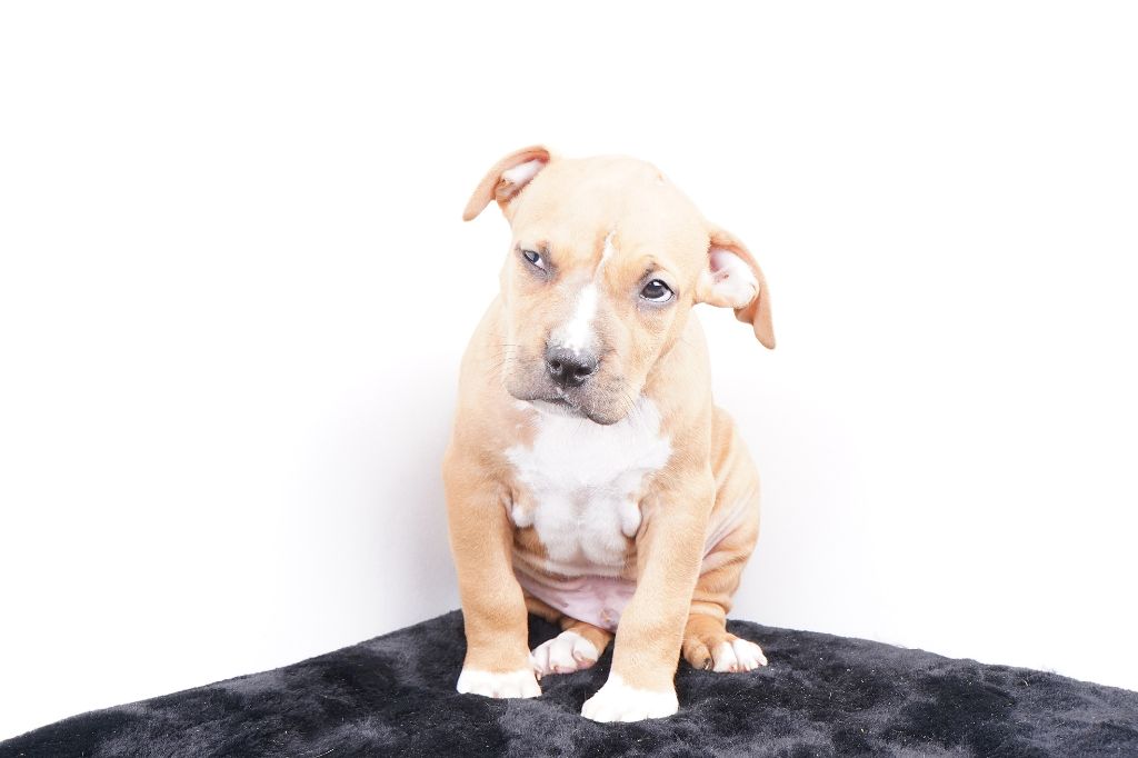 Chiot American Staffordshire Terrier Forgiveness American Dog