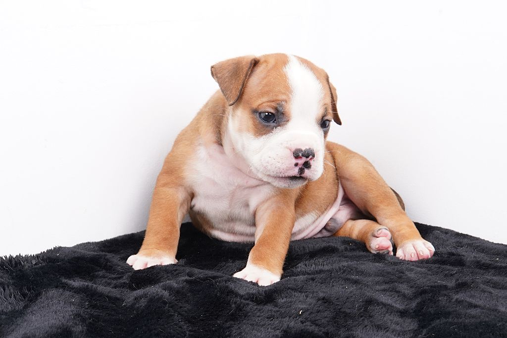 Forgiveness American Dog - Chiots disponibles - Bulldog continental