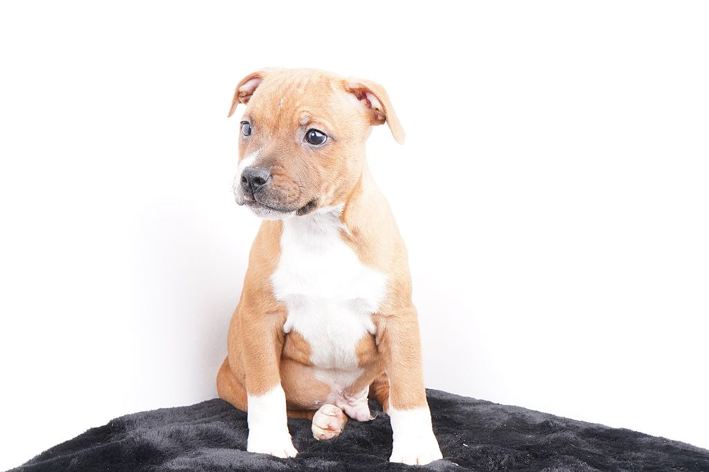 Chiot Staffordshire Bull Terrier Forgiveness American Dog