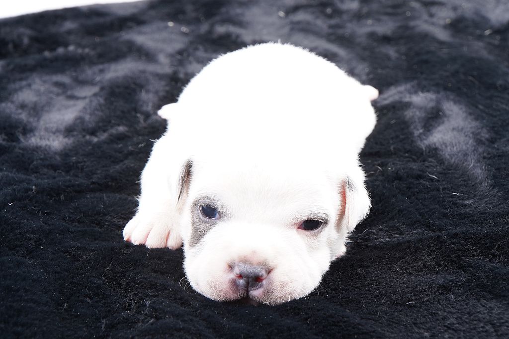 Forgiveness American Dog - Chiots disponibles - Staffordshire Bull Terrier