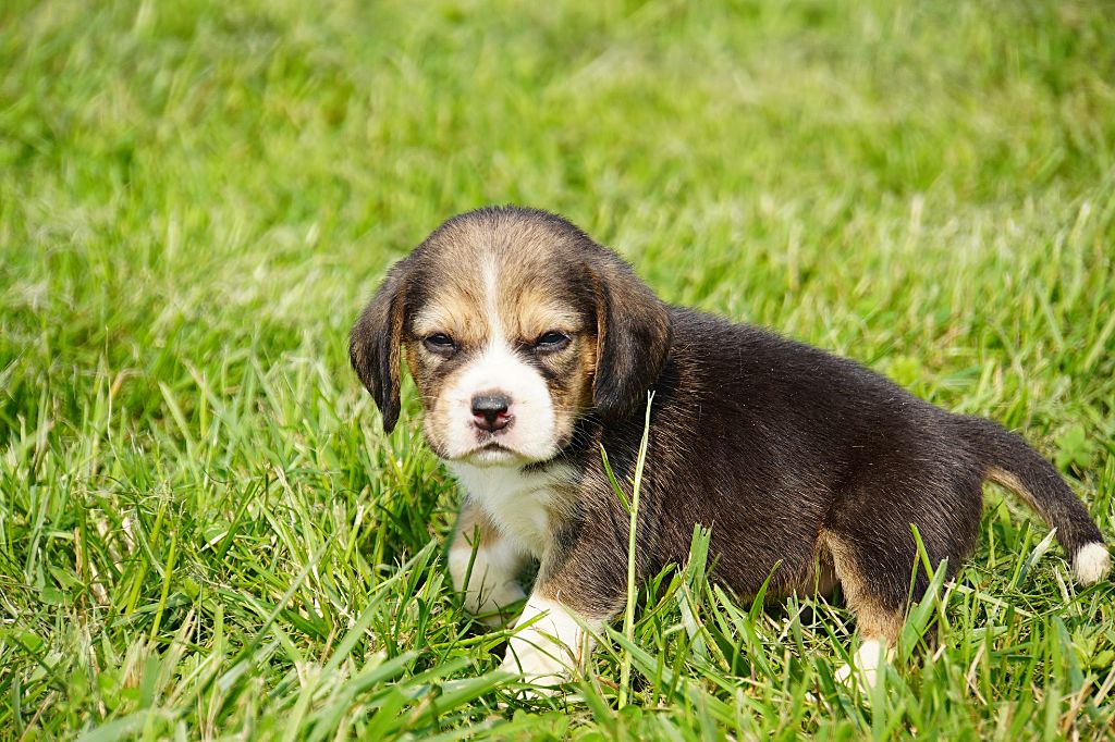 Forgiveness American Dog - Chiots disponibles - Beagle