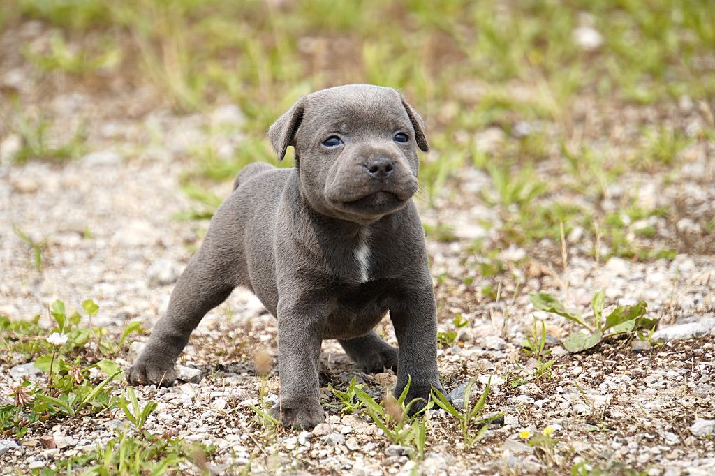 Forgiveness American Dog - Chiots disponibles - Staffordshire Bull Terrier