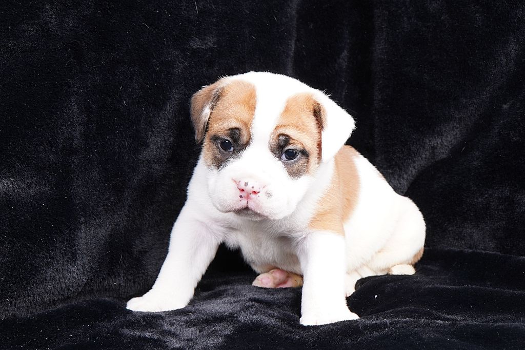 Forgiveness American Dog - Chiots disponibles - Bulldog continental