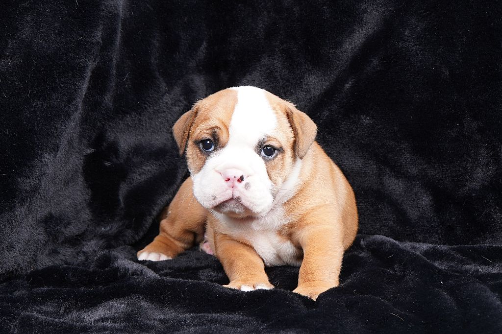Forgiveness American Dog - Chiots disponibles - Bulldog continental