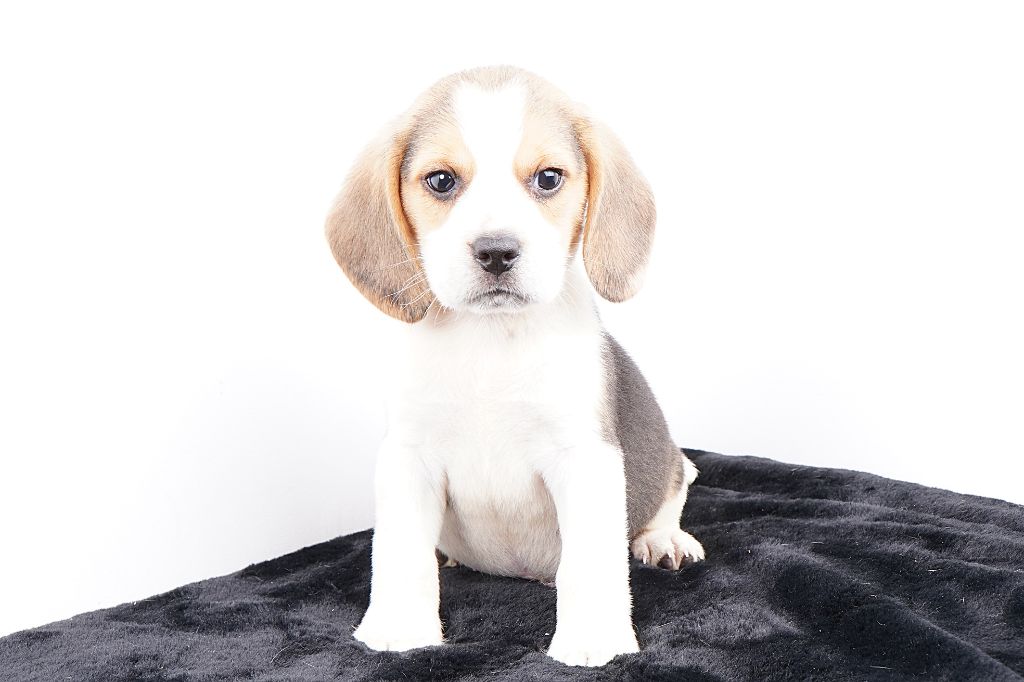 Forgiveness American Dog - Chiots disponibles - Beagle
