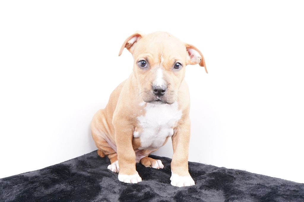 Forgiveness American Dog - Chiots disponibles - American Staffordshire Terrier