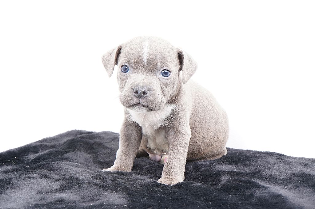 Forgiveness American Dog - Chiots disponibles - Staffordshire Bull Terrier