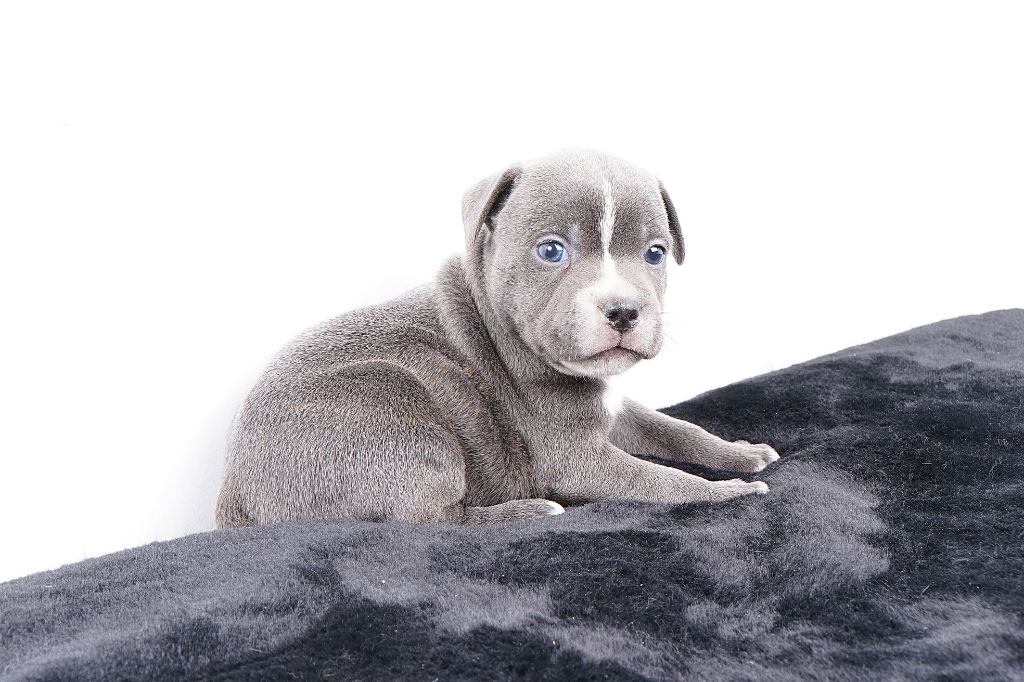 Forgiveness American Dog - Chiots disponibles - Staffordshire Bull Terrier